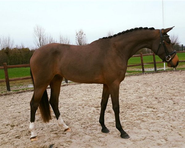 Springpferd Liana Equitop (KWPN (Niederländisches Warmblut), 2016, von Estoril)