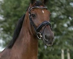 broodmare Namaika (KWPN (Royal Dutch Sporthorse), 1995, from Inspekteur)