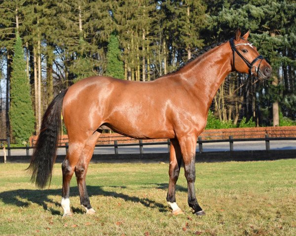 stallion Don Il Faut (Westphalian, 2018, from Don van het Parelshof Z)