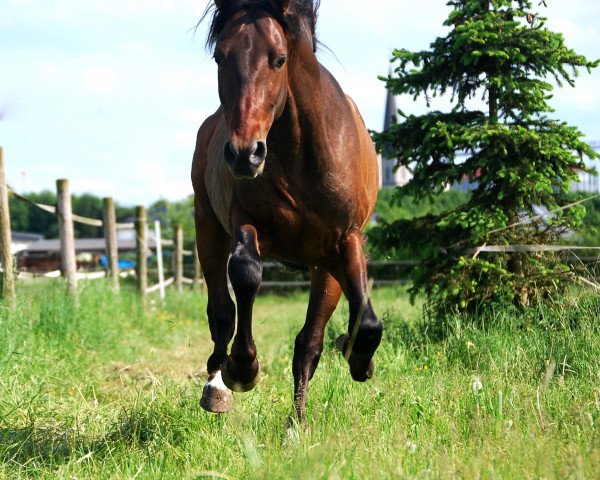 stallion Mariño (Pura Raza Espanola (PRE), 2014, from Zar)