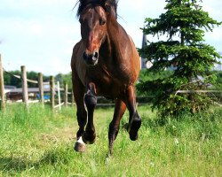 stallion Mariño (Pura Raza Espanola (PRE), 2014, from Zar)