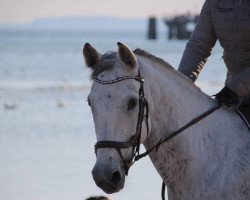 jumper Carinja 24 (Hanoverian, 2010, from Castus I)