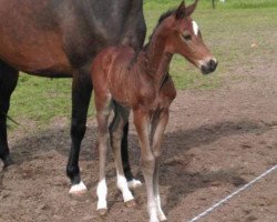 broodmare Brangelina (Oldenburg, 2007, from Ludwigs As)