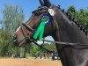 dressage horse Hofzauber (Oldenburg, 2009, from Hoftanz)