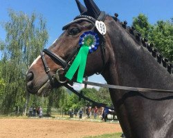 dressage horse Hofzauber (Oldenburg, 2009, from Hoftanz)