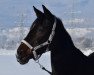 broodmare A-Champion's Sayuri (Bavarian, 2001, from Acord's Champion)