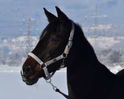 Dressurpferd A-Champion's Sayuri (Bayer, 2001, von Acord's Champion)