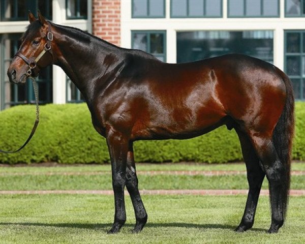 stallion Connect xx (Thoroughbred, 2013, from Curlin xx)