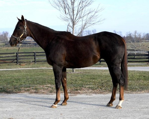 horse Kinsley Kisses xx (Thoroughbred, 2013, from Congrats xx)