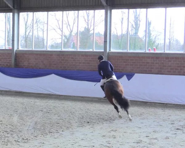 Reitturnier Greven 2017