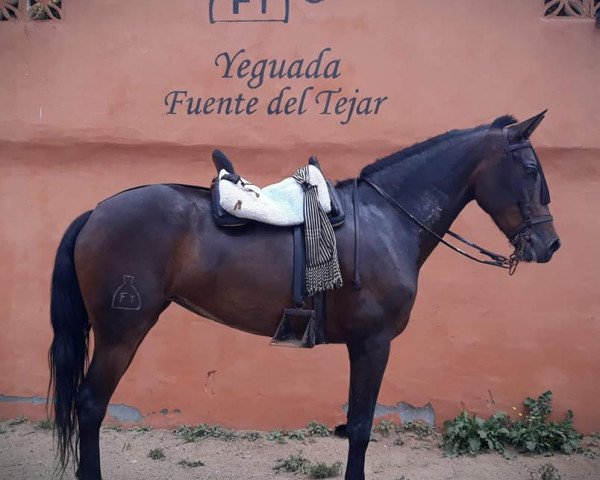 broodmare Alegria Cccxvi (Pura Raza Espanola (PRE), 2010)