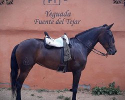 broodmare Alegria Cccxvi (Pura Raza Espanola (PRE), 2010)