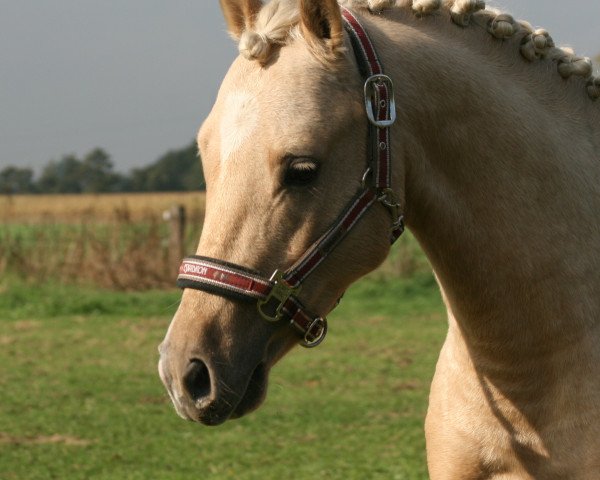 dressage horse Cookie 96 (German Riding Pony, 2010, from Calvin Klein 23)