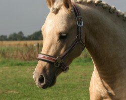 dressage horse Cookie 96 (Deutsches Reitpony, 2010, from Calvin Klein 23)