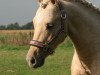 dressage horse Cookie (Westphalian, 2010)