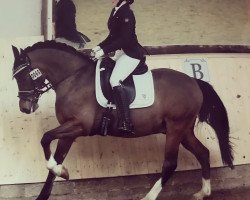 dressage horse Checkmate (Deutsches Reitpony, 2007, from Classic Dancer I)