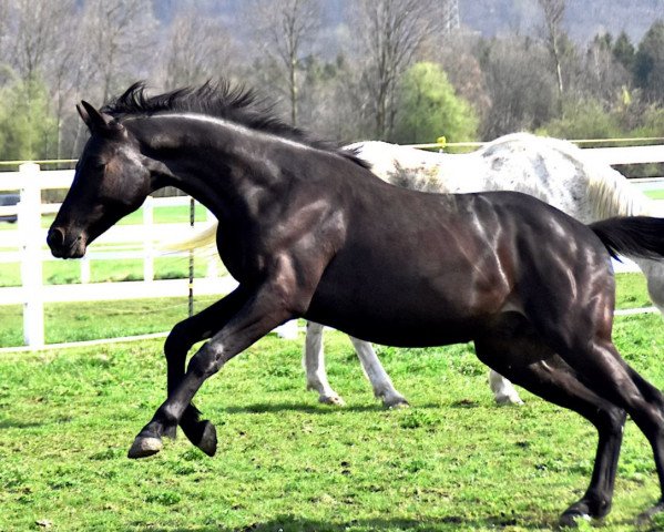 dressage horse Sayano (German Sport Horse, 2019, from Schwarzgold)