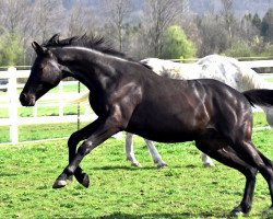 horse Sayano (Deutsches Sportpferd, 2019, from Schwarzgold)