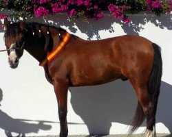 horse Esplendido (Pura Raza Espanola (PRE),  )