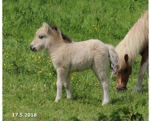 Springpferd Fiona-Bella vom Rindergraben (Shetland Pony, 2018, von Vulkan vom Melkweg)
