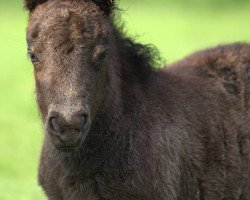 horse Trudi vom Rindergraben (Shetland Pony, 2018, from Zaubertroll vom Rindergraben)