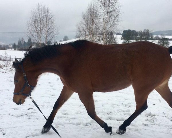 Pferd Biene (sonstiges Pony, 2009, von Priamos ox)