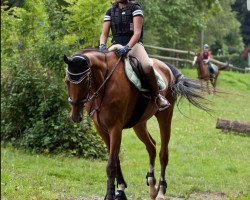 jumper Leron-Landtraum (German Warmblood, 2006, from Le Roi 10)