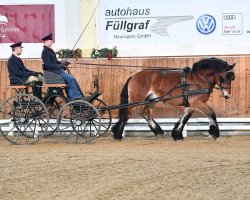 Pferd Marius (Rheinisch-Deutsches Kaltblut, 2018, von Martell)