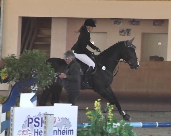Reitturnier Dettingen 2017