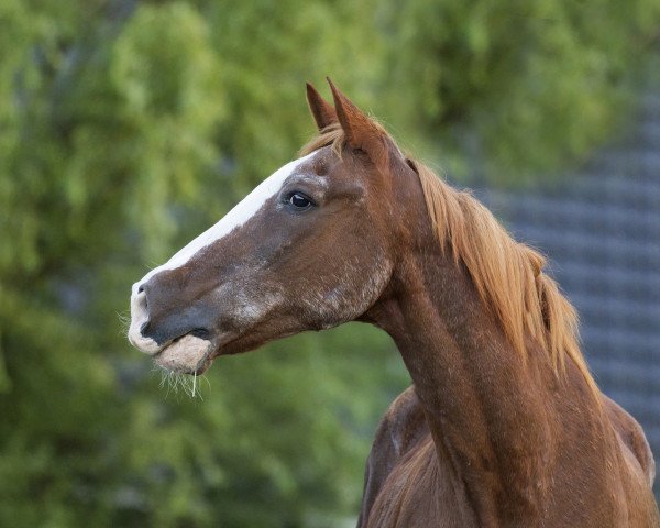 Pferd Grisu (Deutsches Reitpferd, 1990)