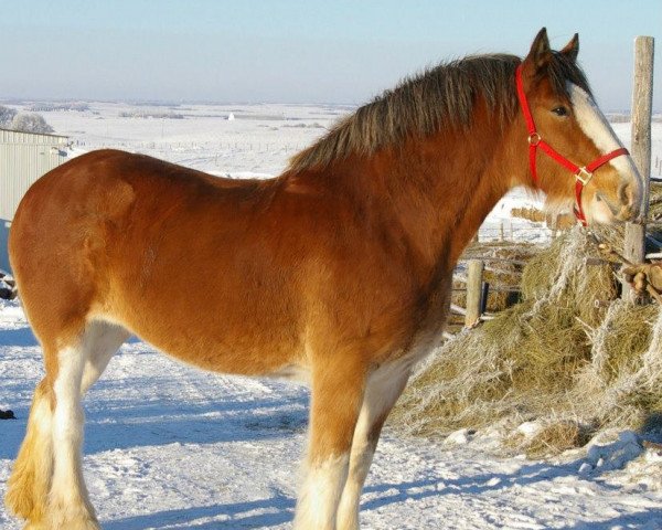 Zuchtstute Hill Topper Charm's Pheobe (Clydesdale, 2005, von Crack A Dawns Silver Storm)