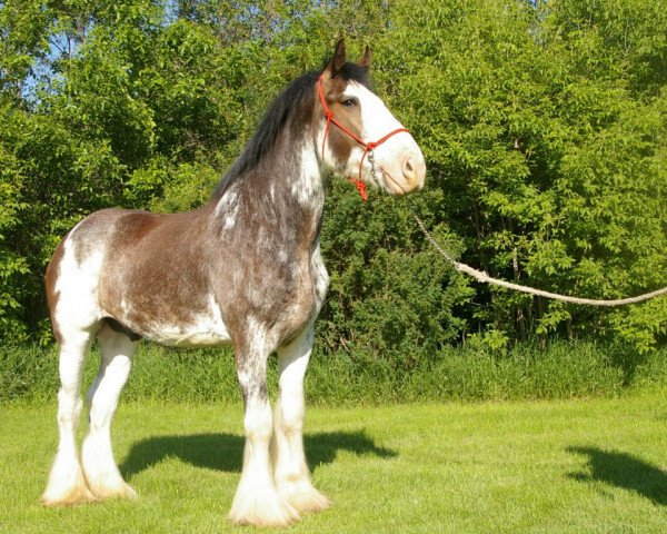 Pferd Willow Way Hal (Clydesdale, 2007, von Willow Way Bacardi)