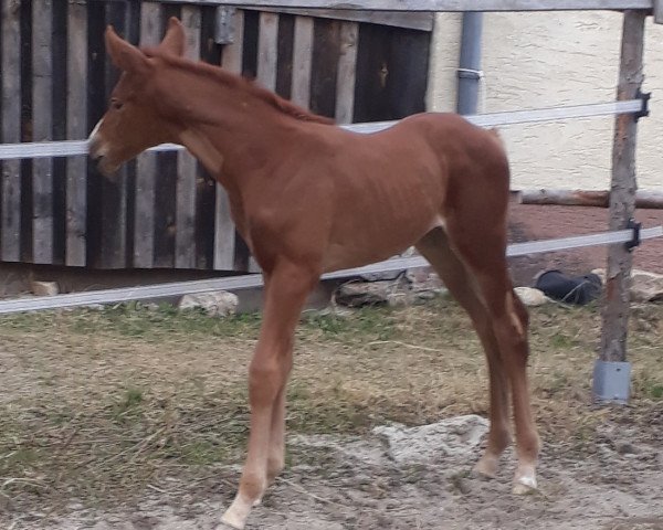 Pferd Partita (Russisch Trakehner, 2021, von Mirap)