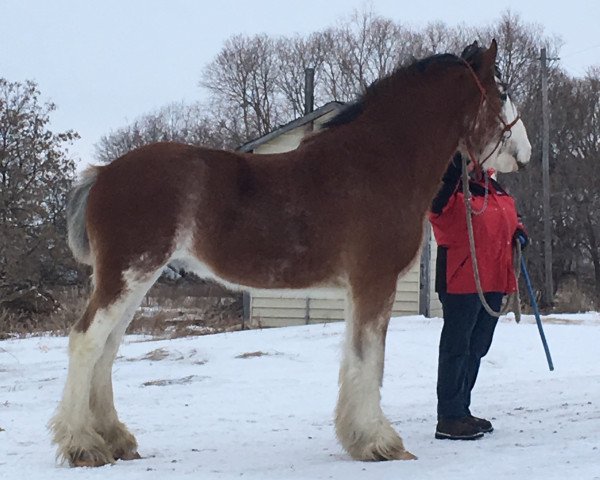 Deckhengst Hill Topper Star's Rafael (Clydesdale, 2016, von Doura Rising Star)