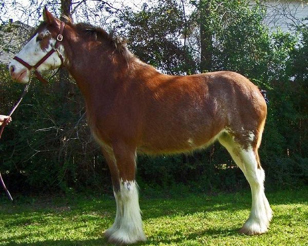 broodmare Maplewood Miss Daisy (Clydesdale, 2006, from S B H Phoenix)