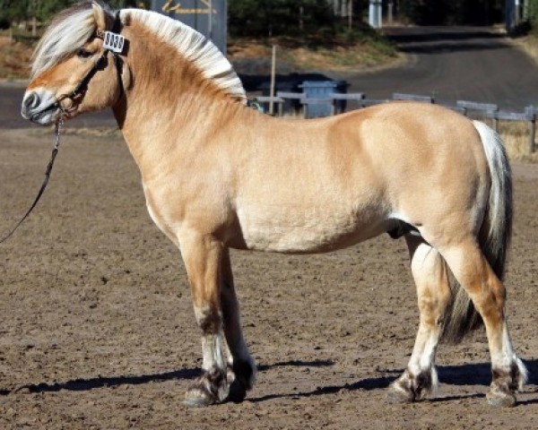 stallion Trollguten 10 F (Fjord Horse, 2009, from Mykletind)
