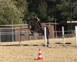 dressage horse Iskierka (Schlesier, 2005, from Endemit)