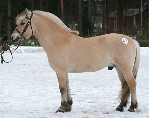 Pferd Geist Tyler 6 F (Fjordpferd, 1992, von Knast Halsnæs)