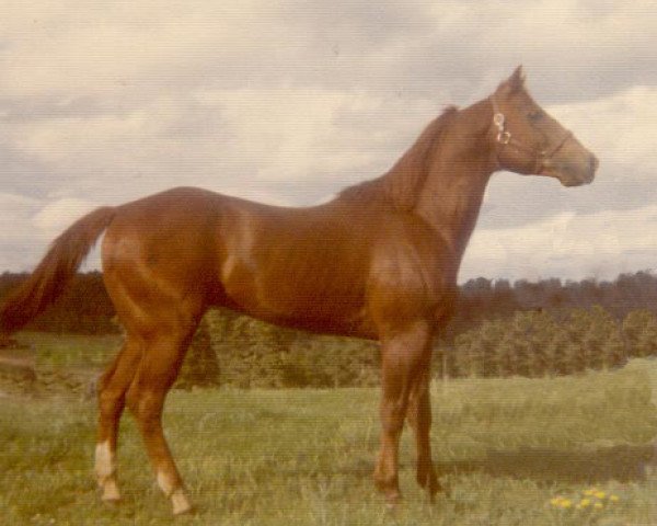 Deckhengst Sirlette (Quarter Horse, 1952, von Skipper W)