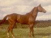 Deckhengst Sirlette (Quarter Horse, 1952, von Skipper W)