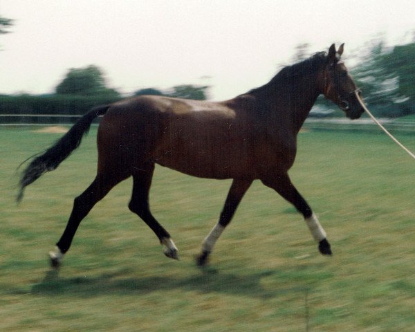 horse Gumarka (Brandenburg,  , from Gutachter)