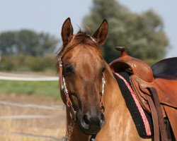 broodmare Fancy (Quarter Horse, 2013, from Jacs on Top)