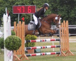 Springpferd Holsteins Denver (Deutsches Reitpony, 2009, von Denver)