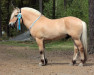 stallion Usvaniityn Edward 9 F (Fjord Horse, 2008, from Ljosprins 4 F)