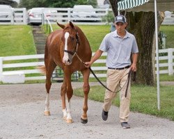 horse Stute von Verrazano xx (Thoroughbred, 2018, from Verrazano xx)