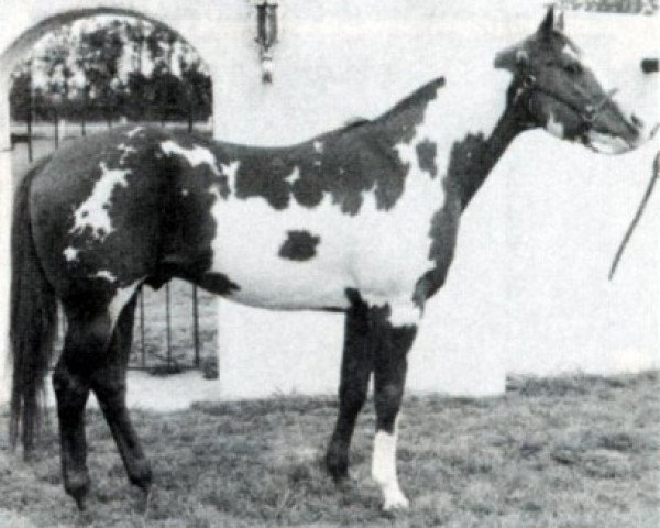 Deckhengst Mardelle Dixon (Paint Horse, 1971, von Mr Hoss)