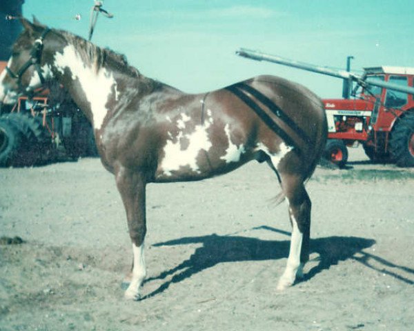 Deckhengst Ratchett (Paint Horse, 1975, von Mardelle Dixon)