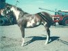 stallion Ratchett (Paint Horse, 1975, from Mardelle Dixon)