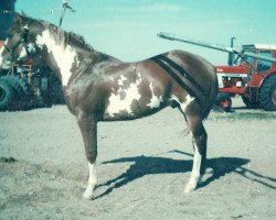 stallion Ratchett (Paint Horse, 1975, from Mardelle Dixon)