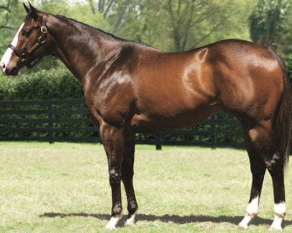 stallion Songandaprayer xx (Thoroughbred, 1998, from Unbridled's Song xx)
